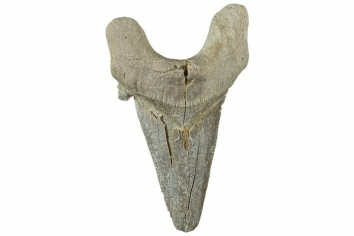 Serrated Sokolovi (Auriculatus) Shark Tooth - Dakhla, Morocco #312668